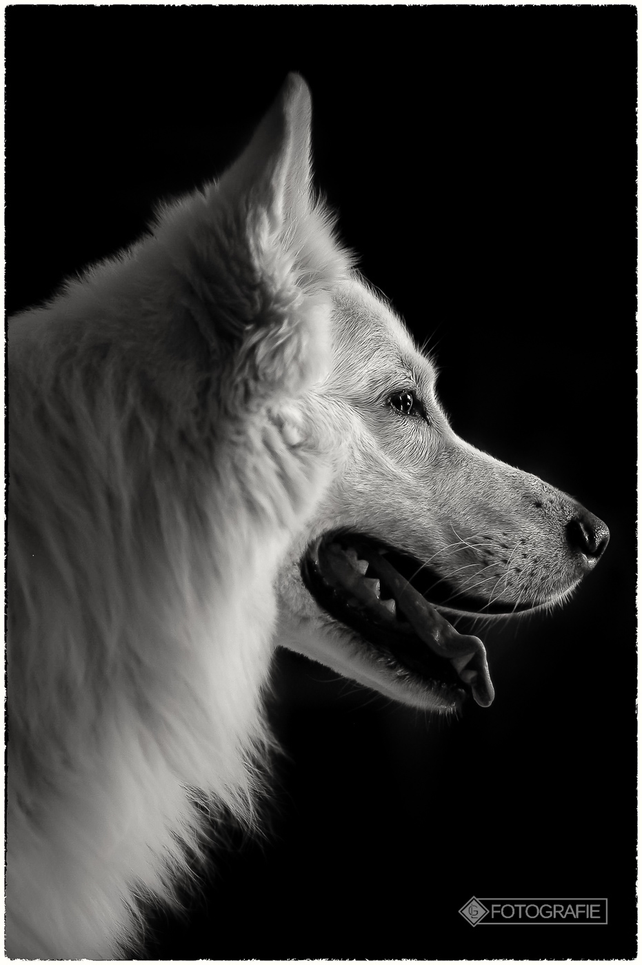 White shepherd 06